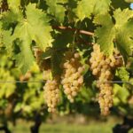 How to make a grapevine trellis?