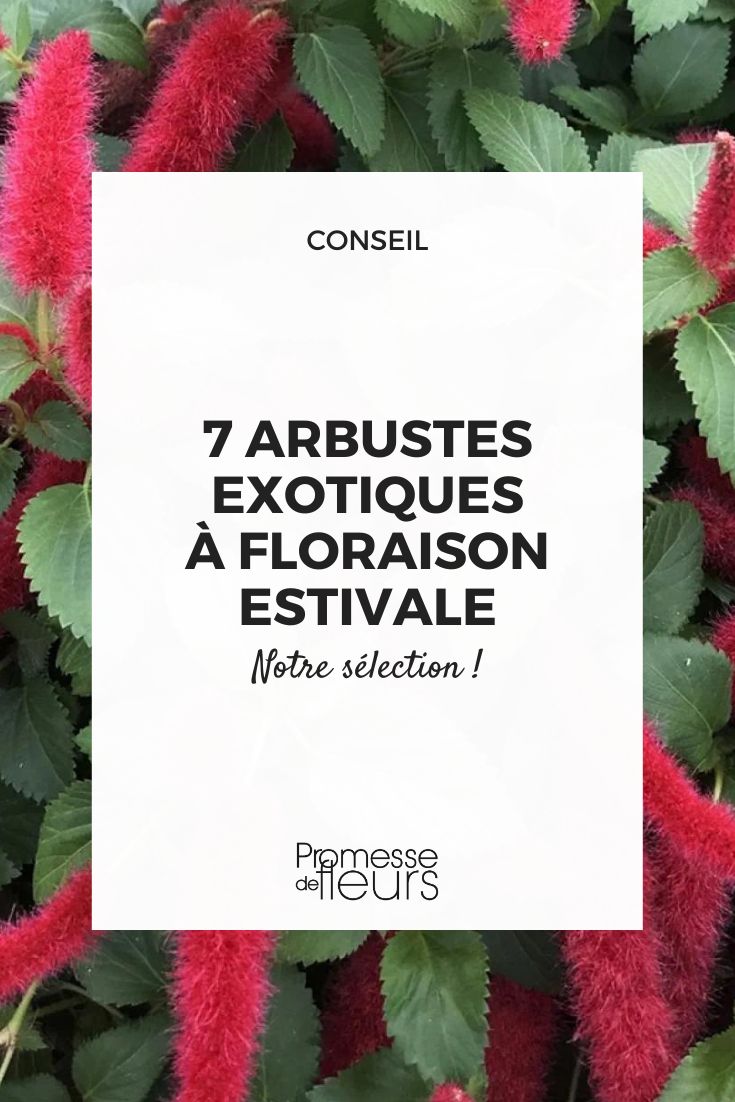 Acalypha pendula ‘Foxie’