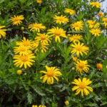 How to propagate <em>Euryops</em>?