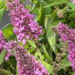 The best pink butterfly bushes for the garden