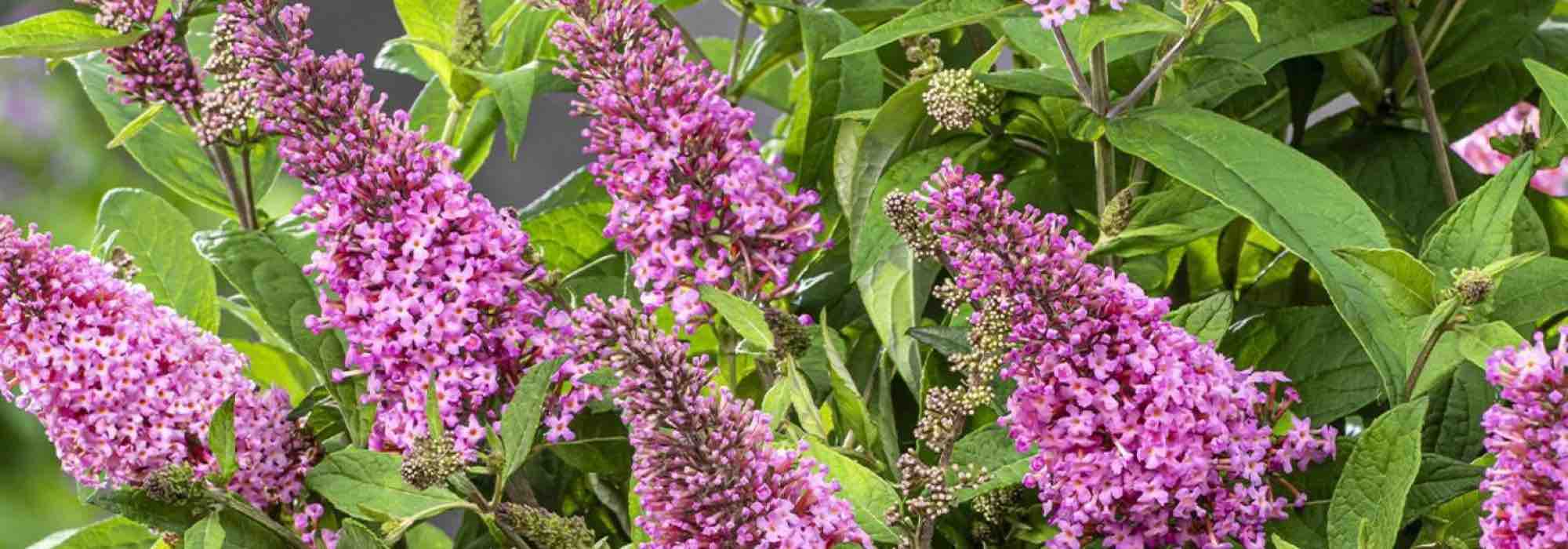 The best pink butterfly bushes for the garden