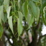 Mediterranean Hackberry: Planting, Growing, and Care