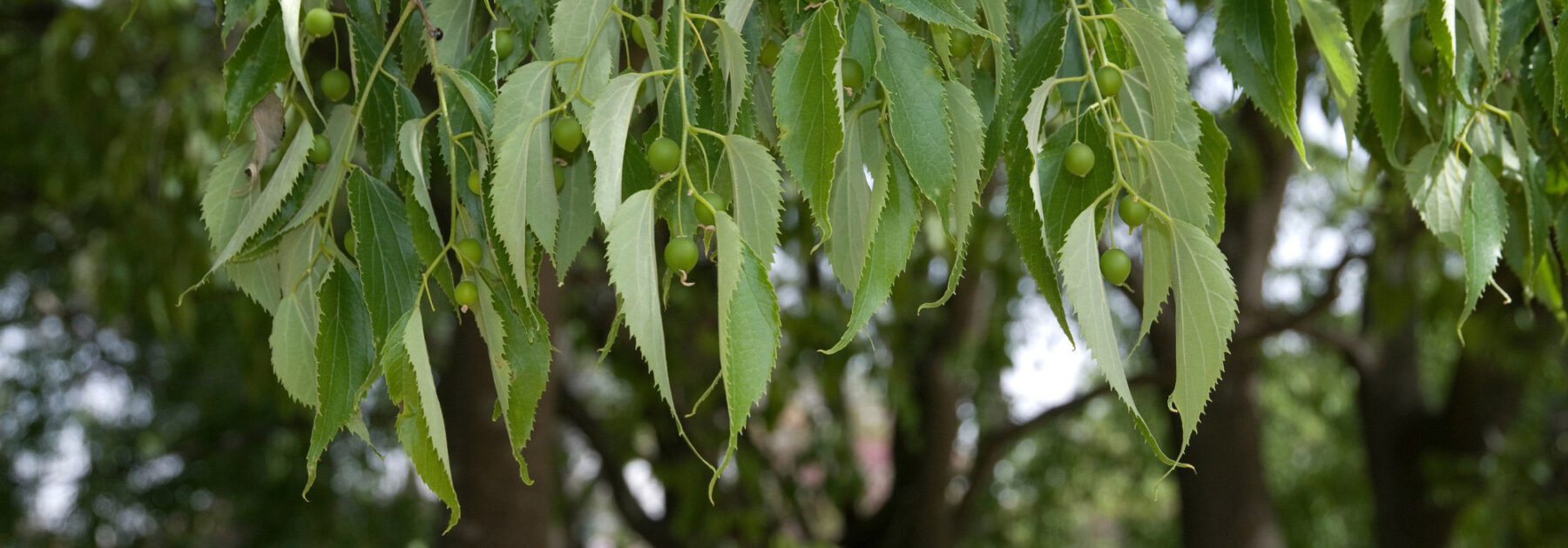 Mediterranean Hackberry: Planting, Growing, and Care