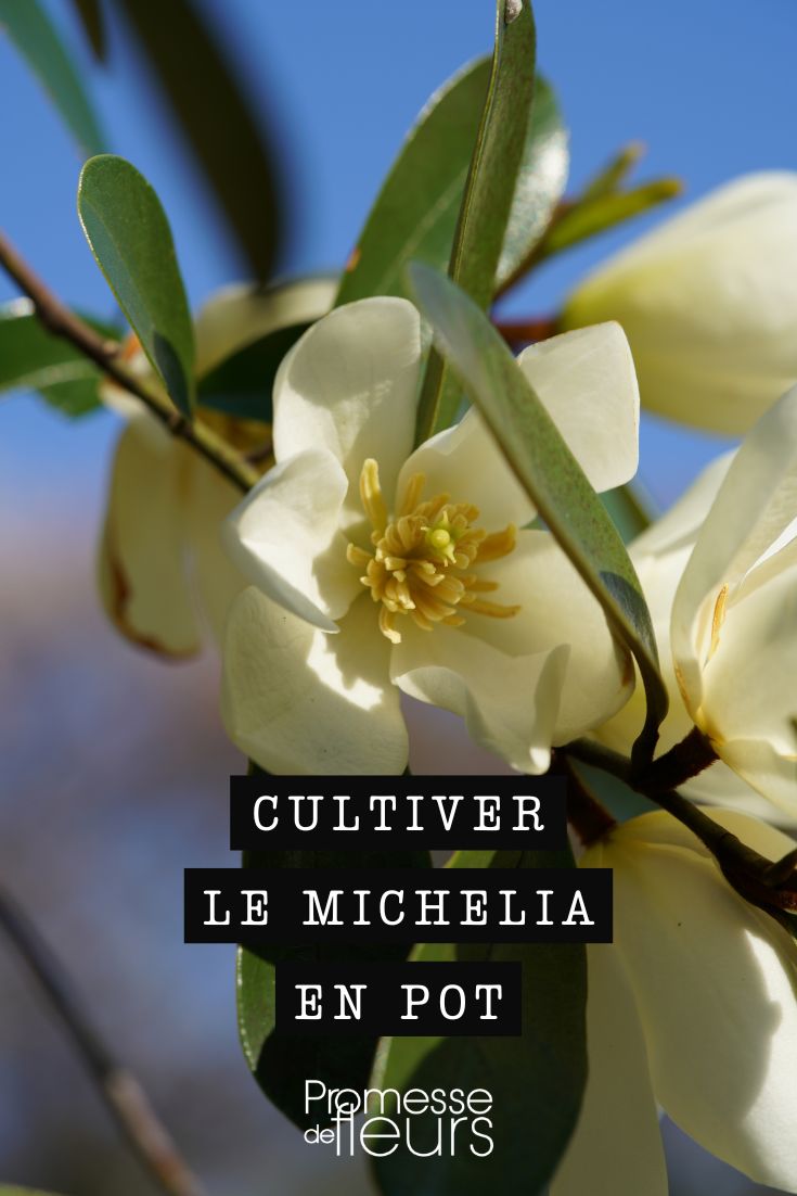 Growing Michelia in a pot