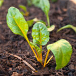 How to sow chard?