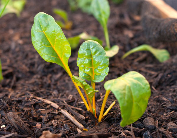 How to sow chard?