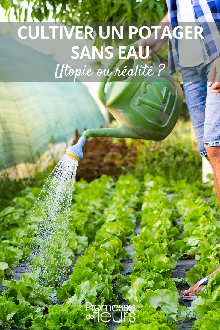 A Waterless Vegetable Garden?