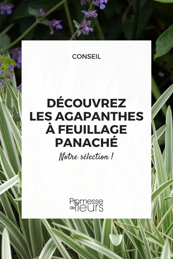 Agapanthus 'Silver Moon'