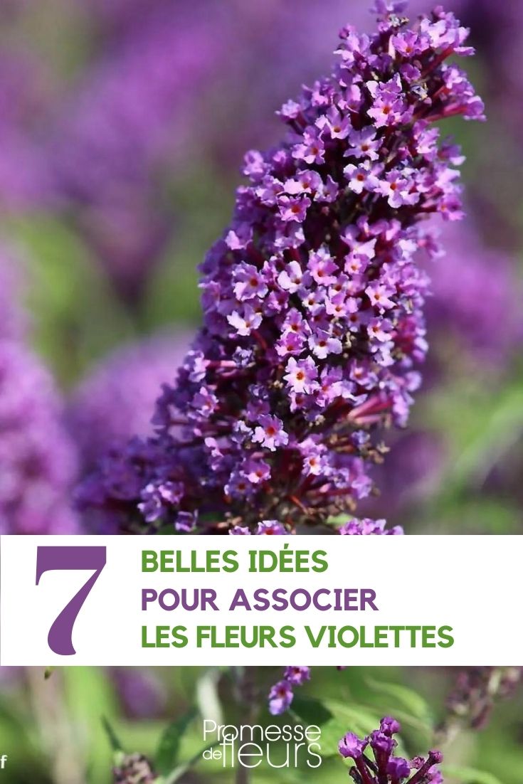 Purple and mauve flowers: how to combine them to enhance their beauty Buddleia davidii Purple Emperor