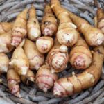 Hélianthi: how to harvest, store and cook it?