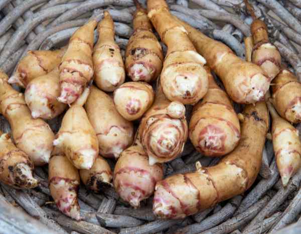 Hélianthi: how to harvest, store and cook it?