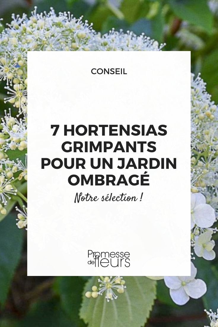 Hydrangea 'Flying Saucer'