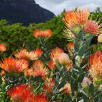 Create an exotic, immersive garden inspired by vegetal Safari