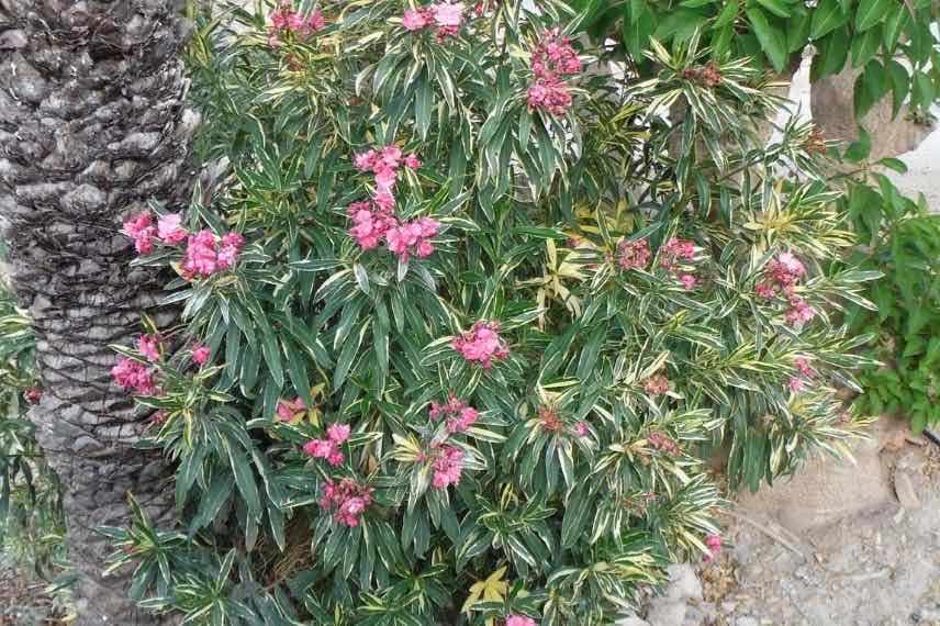 5 pink-flowered oleanders for an elegant garden