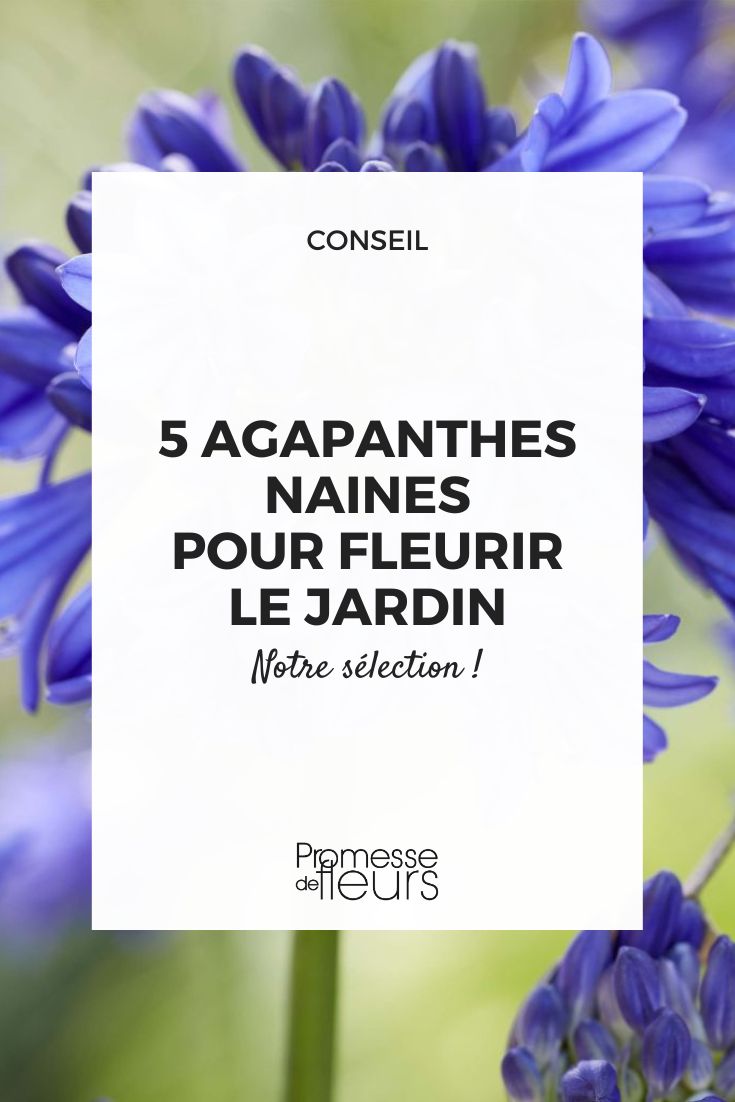 agapanthus