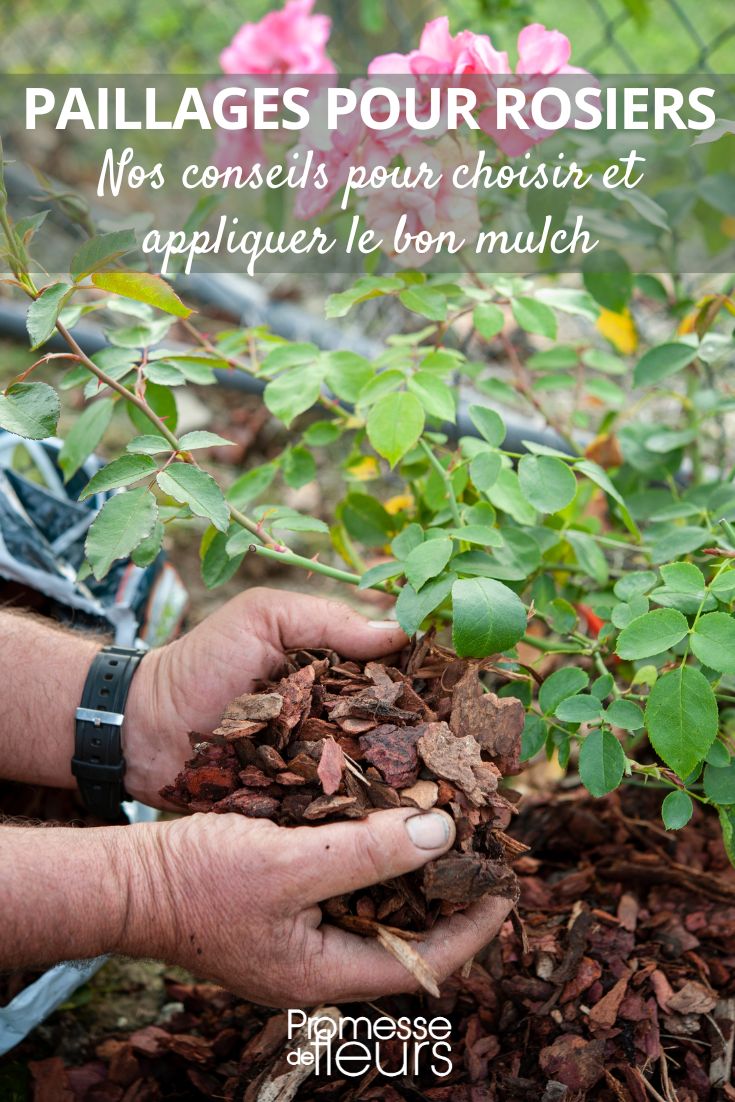 Mulching and Rose Bushes