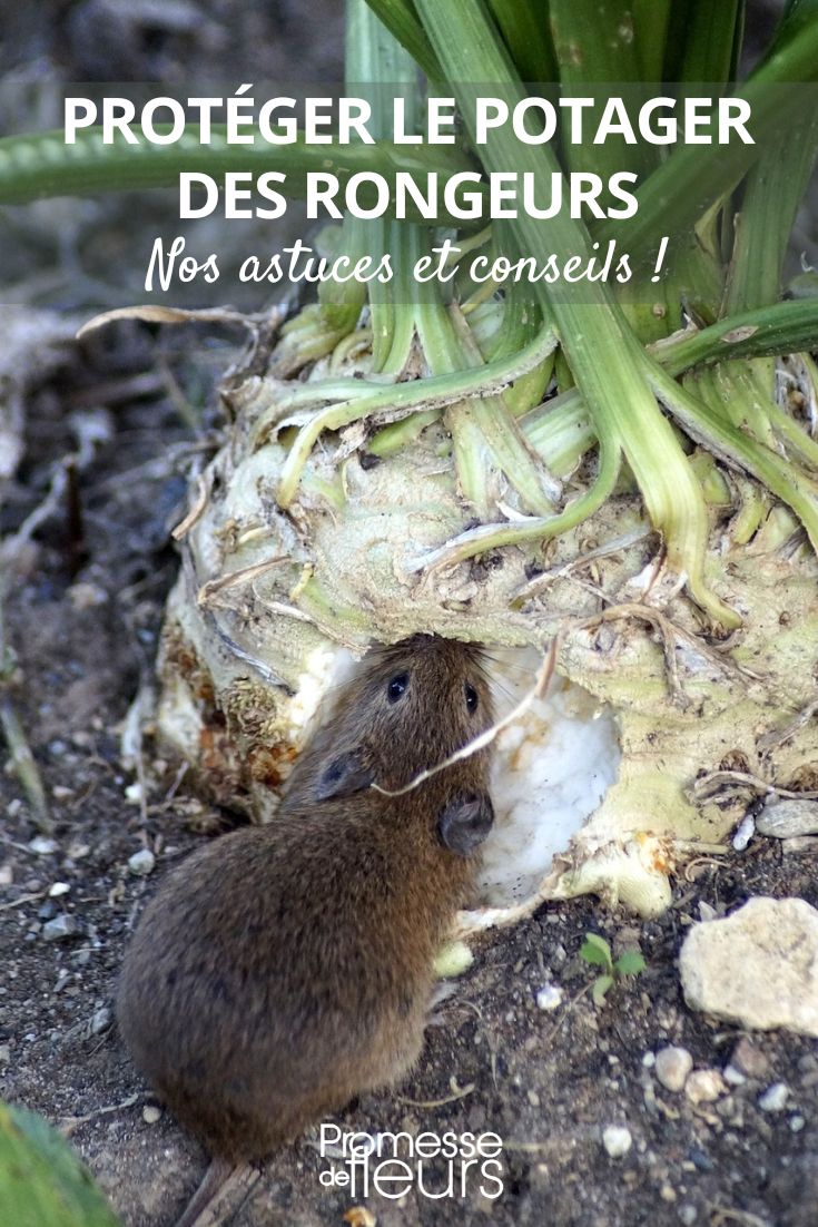 Our effective tips to protect your vegetable garden from rodents mice and voles in the vegetable garden