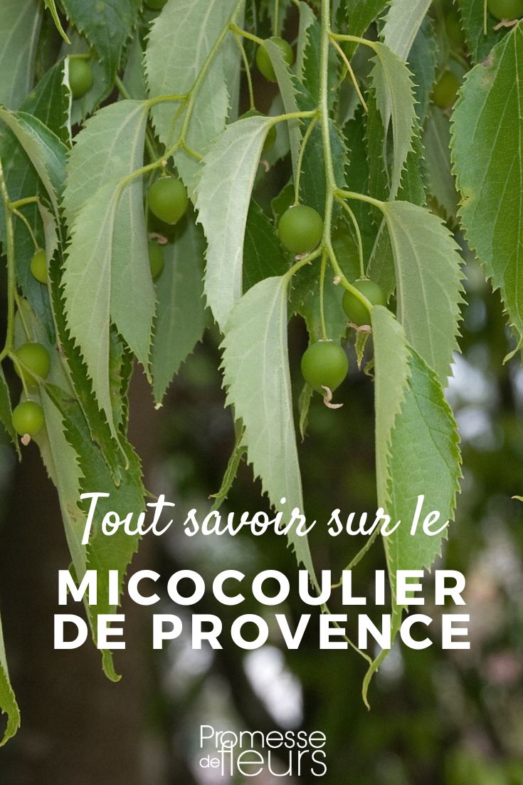 Provençal Hackberry grow and know everything about the Hackberry