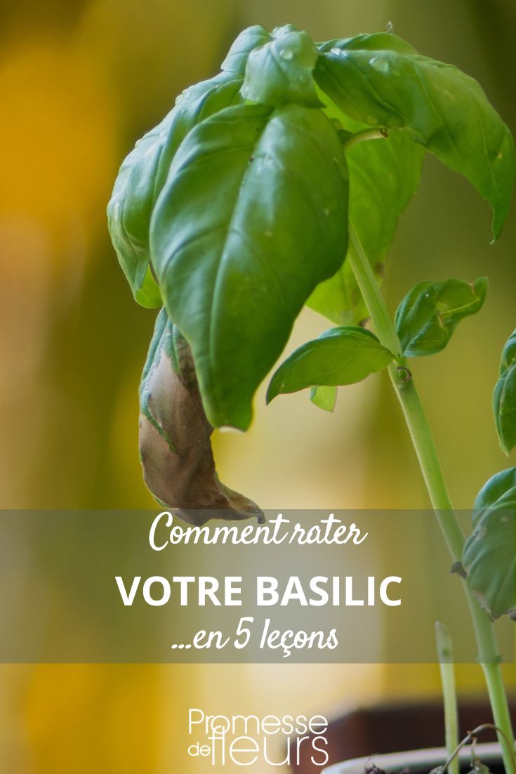Offbeat humor to learn how to care for your basil.
