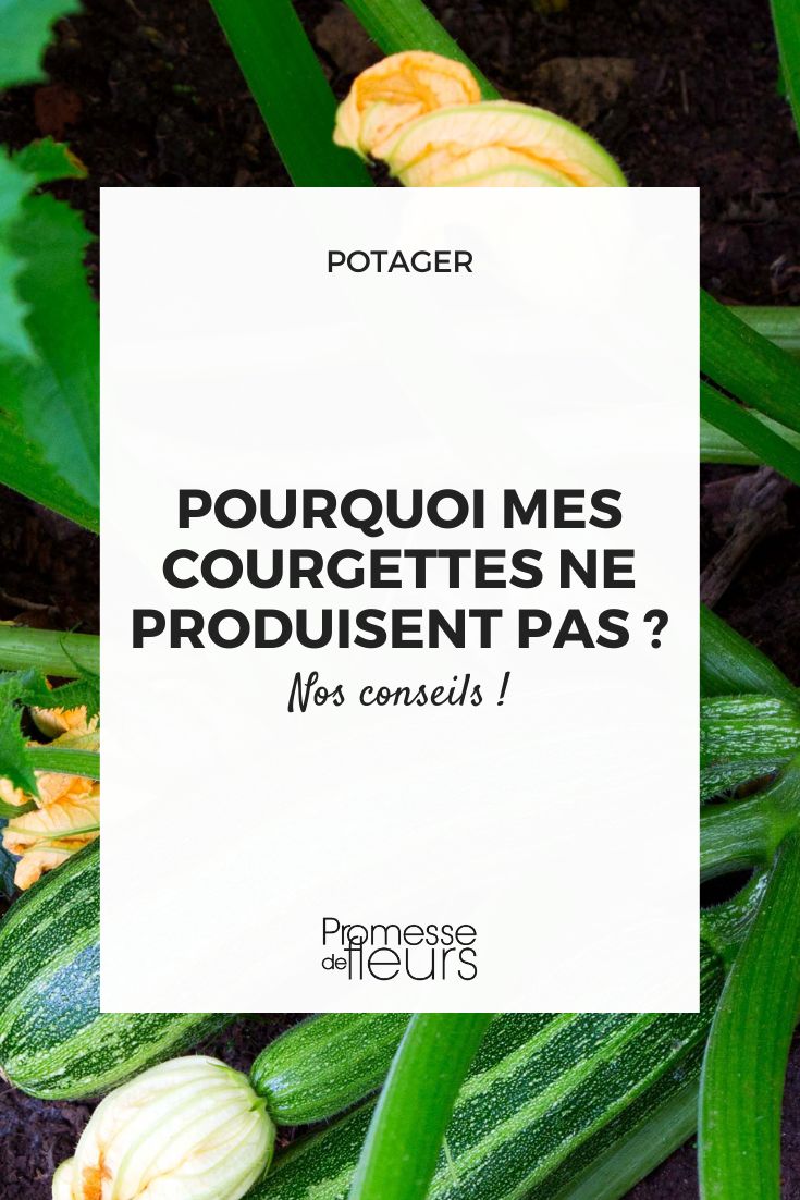 Zucchinis in the garden