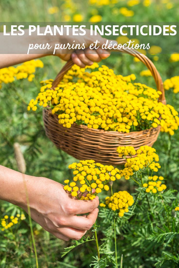 Natural insecticides for an organic garden Tanacetum