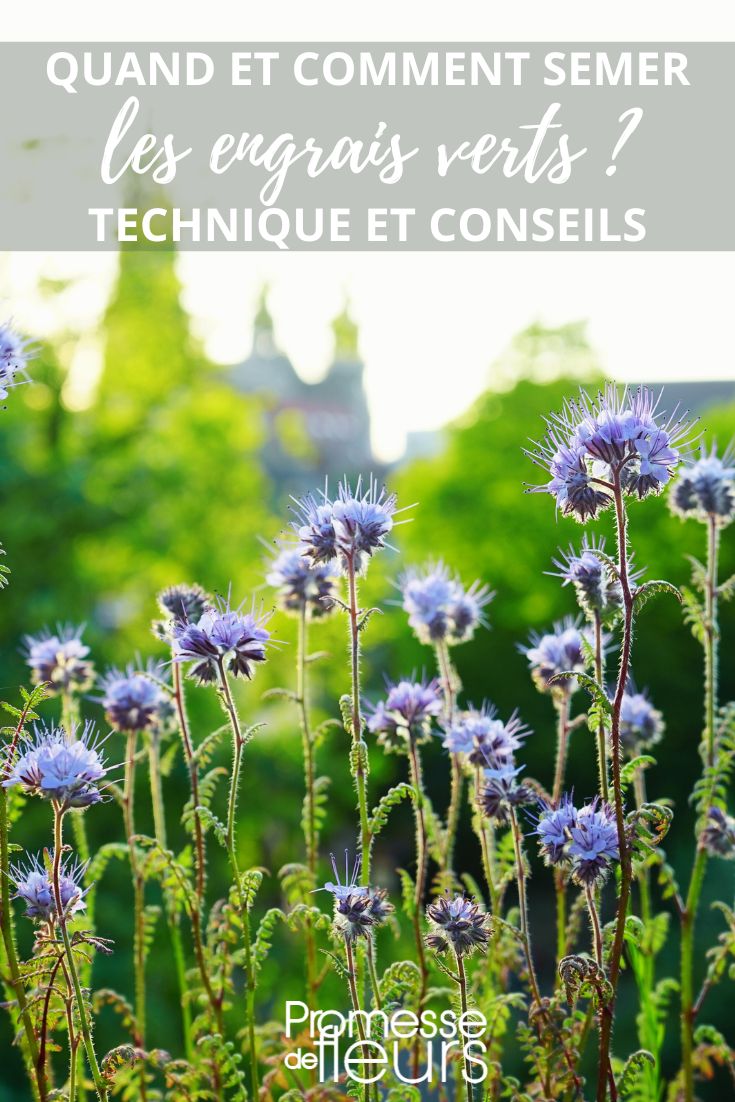 Phacelia