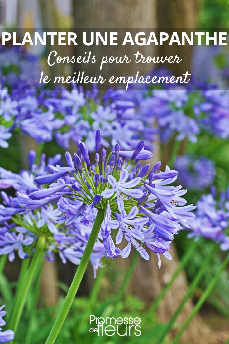 The best place to plant an agapanthus Choosing the location to plant a **young plant**
