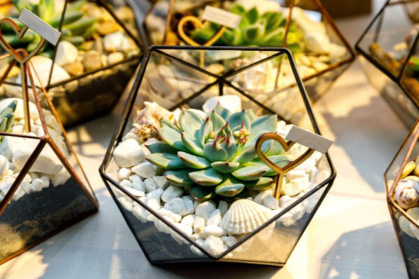 DIY: how to create mini terrariums with succulent plants for your wedding guests?