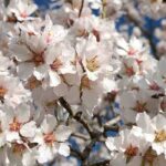 Almond tree: the best varieties