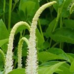 Garden pond: which aquatic plants to choose for partial shade?