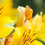 How to pair yellow flowers in the garden?