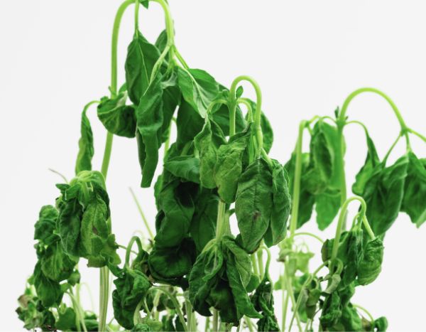 How to fail at growing your basil in 5 lessons