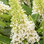 The best white Butterfly bushes for a blooming garden