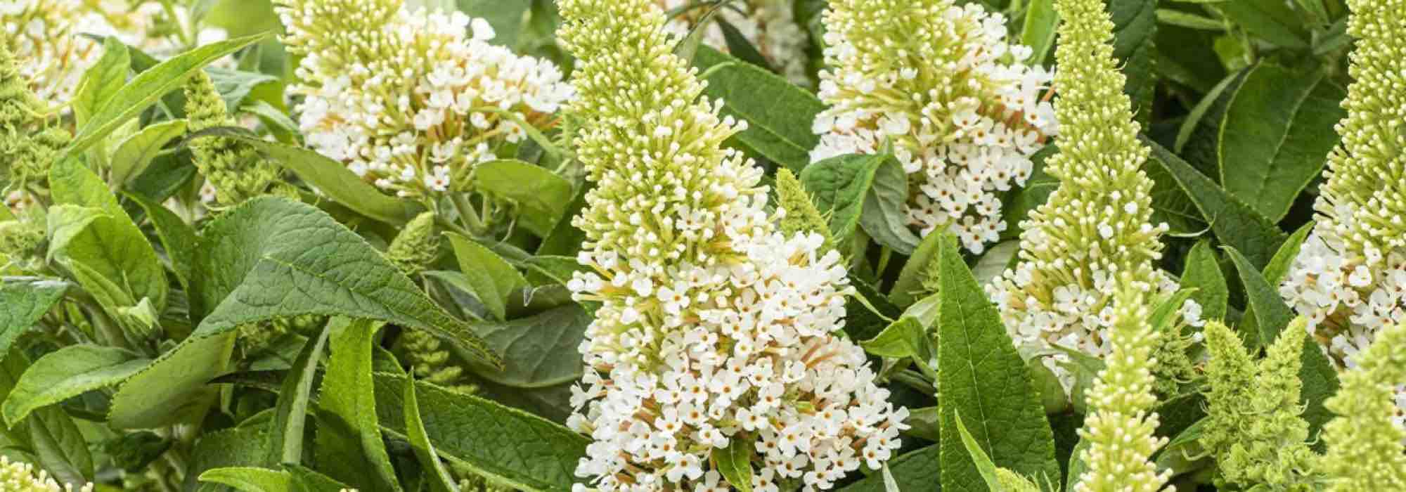 The best white Butterfly bushes for a blooming garden