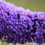 The best violet, mauve and purple butterfly bushes for your garden
