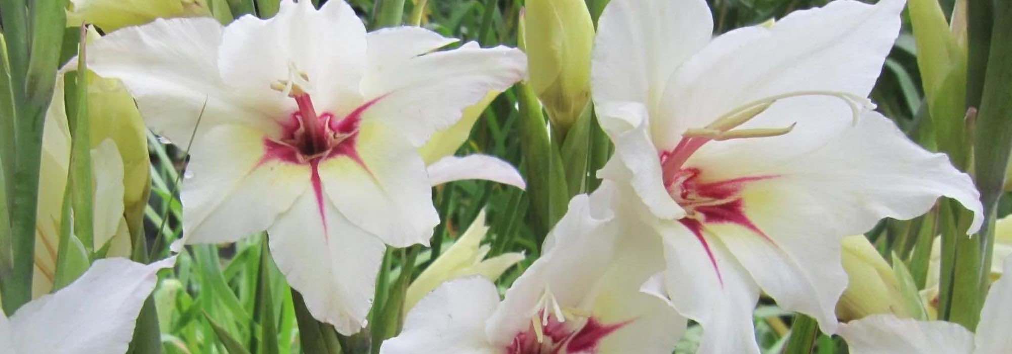 Our top 9 white-flowered summer bulbs