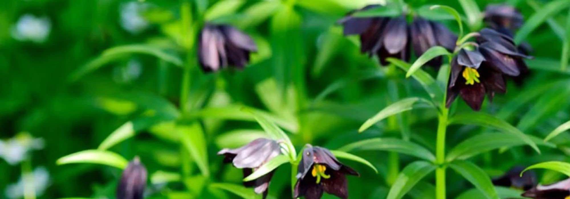 Our selection of summer-blooming bulbs that thrive in shade or partial shade