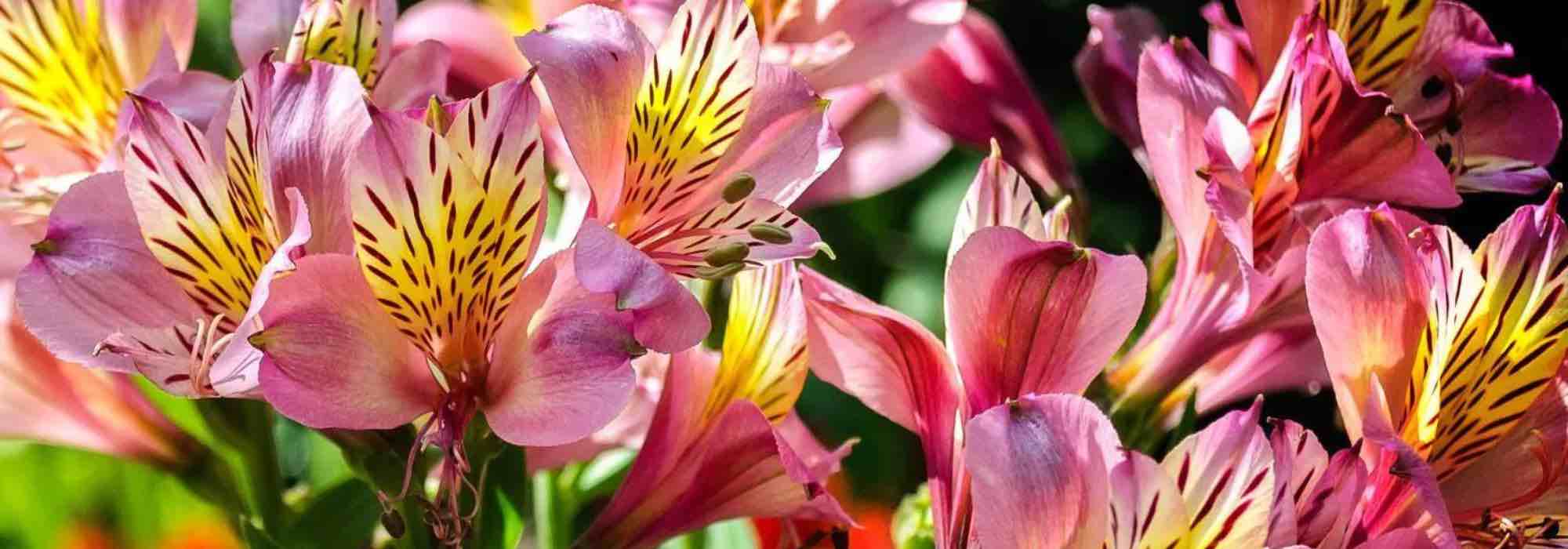 The best summer-flowering bulbs for a sunny garden