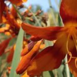 Our top 9 summer bulbs with orange flowers for full sun