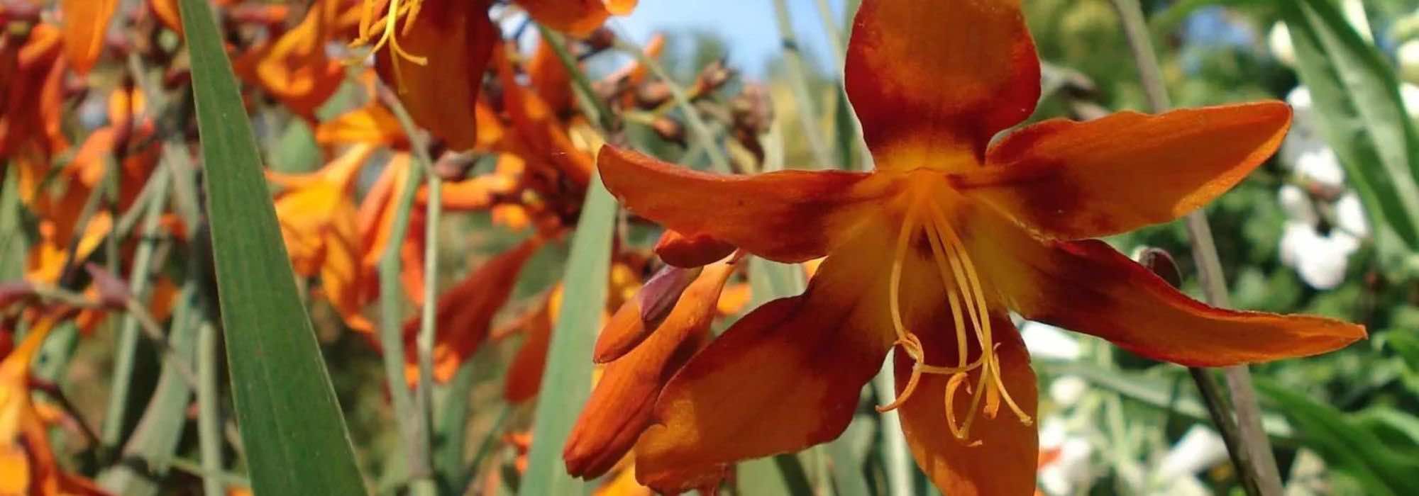 Our top 9 summer bulbs with orange flowers for full sun