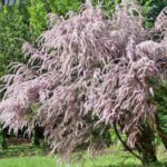 How to prune tamarisk?