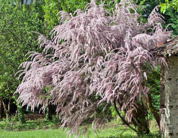 How to prune tamarisk?