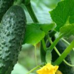Which plants pair well with cucumbers?