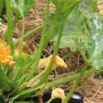 Courgettes: safe bets