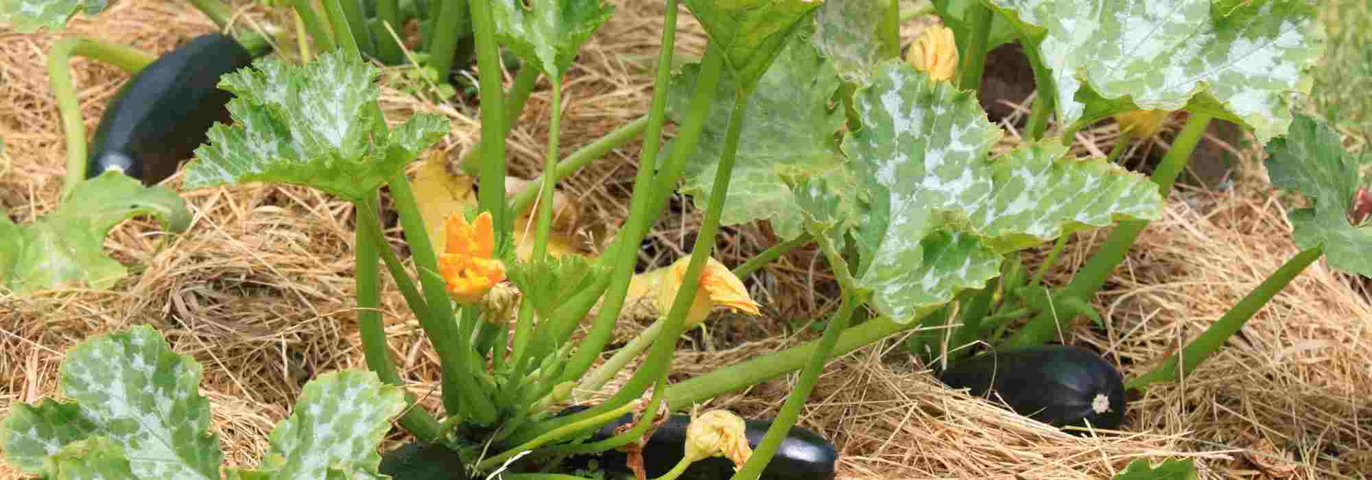 Courgettes: safe bets