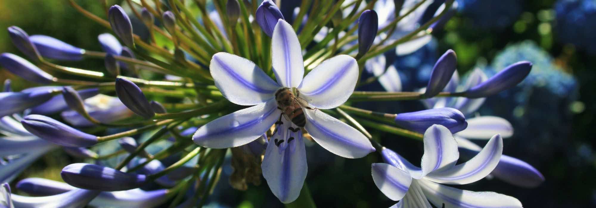Where is the best place to plant agapanthus?