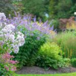 How to look after your garden in summer?