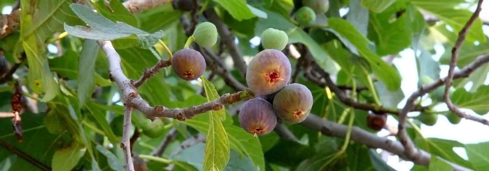 Fig tree: must-have varieties for the garden