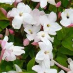 Our top 5 Mediterranean climbing plants that can withstand heat and drought