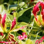 Fall for original climbing plants that will make a splash in your garden